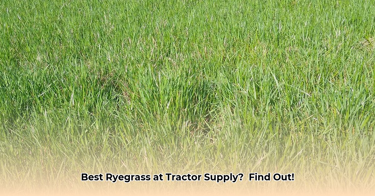 ryegrass-tractor-supply
